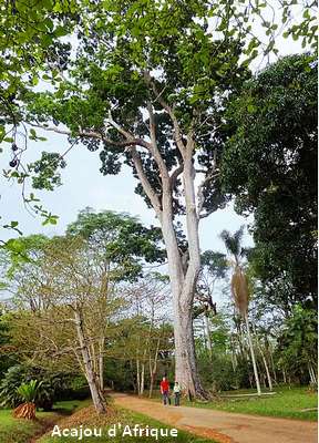 Photo d'un arbre en acajou